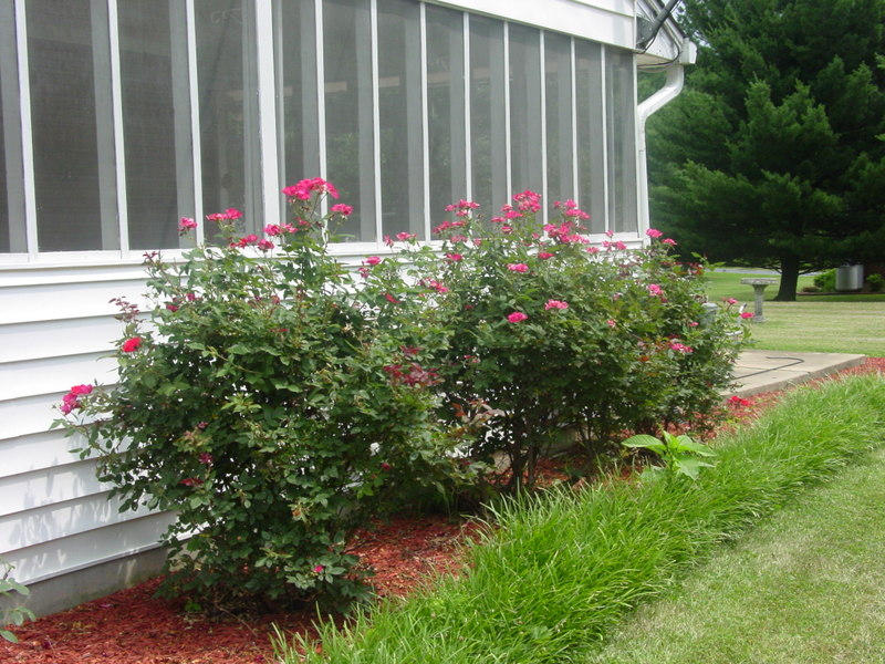 262 Oak Drive Blue Ridge, VA 24064 - Photo 33 of 33 Roses along screened porch