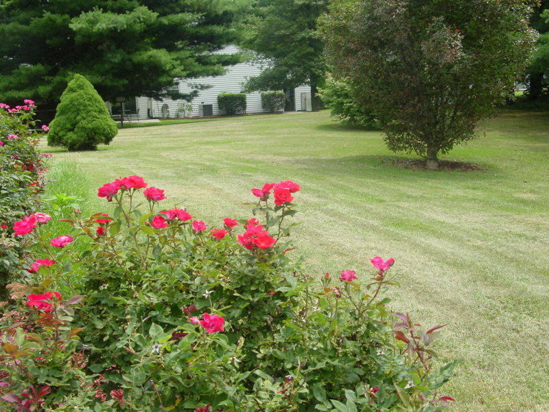 262 Oak Drive Blue Ridge, VA 24064 - Photo 5 of 33 Roses and side lawn