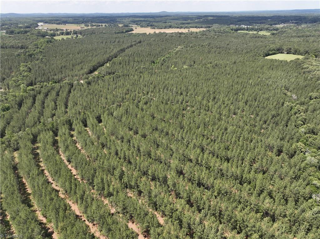 Planted Pine approaching maturity