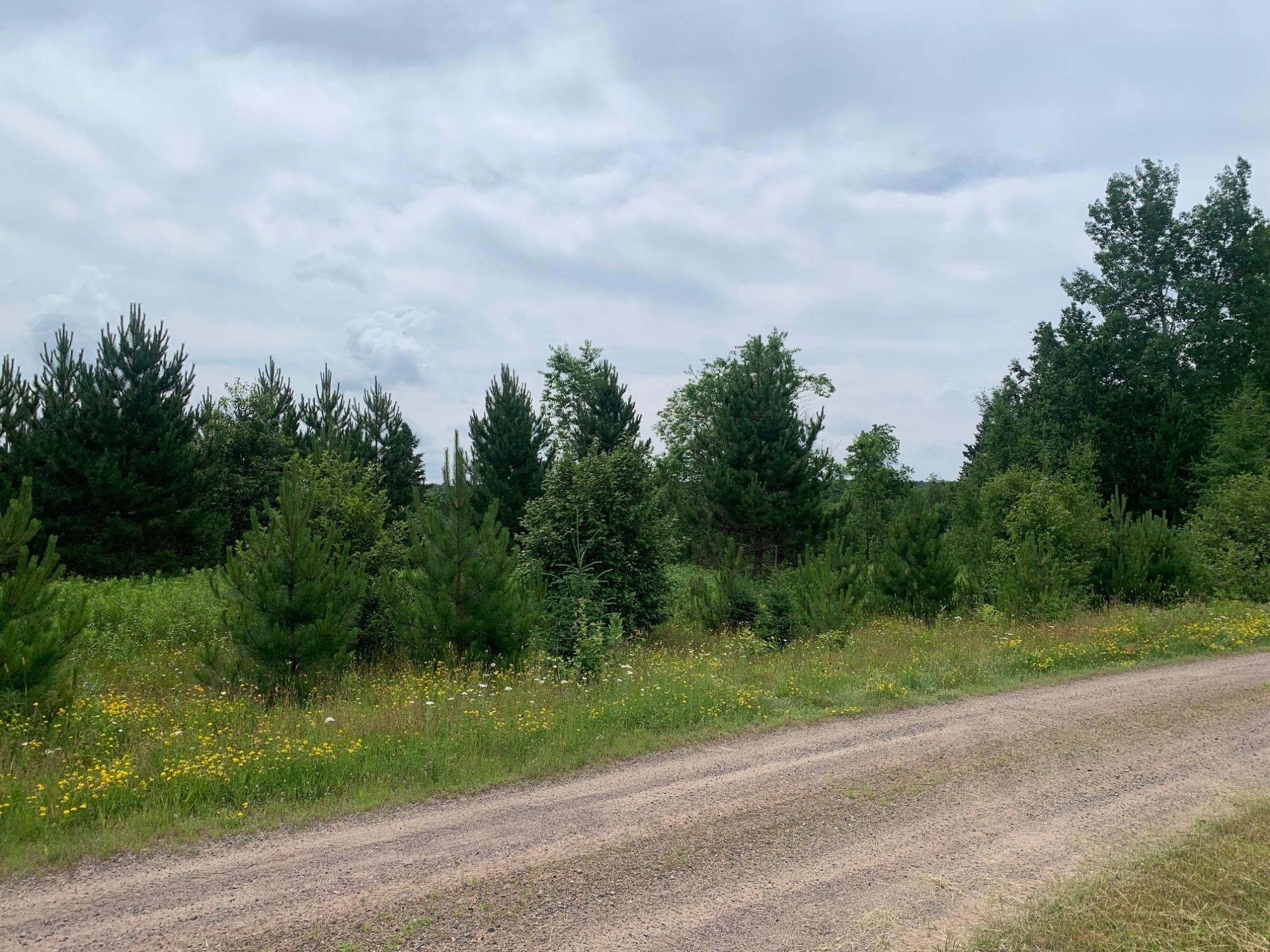 On Bert Schmidt Road, Unit 5 1 ACRES Glidden, WI 54527 - Photo 15 of 18