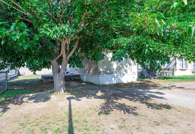 a tree is standing in the middle of a yard