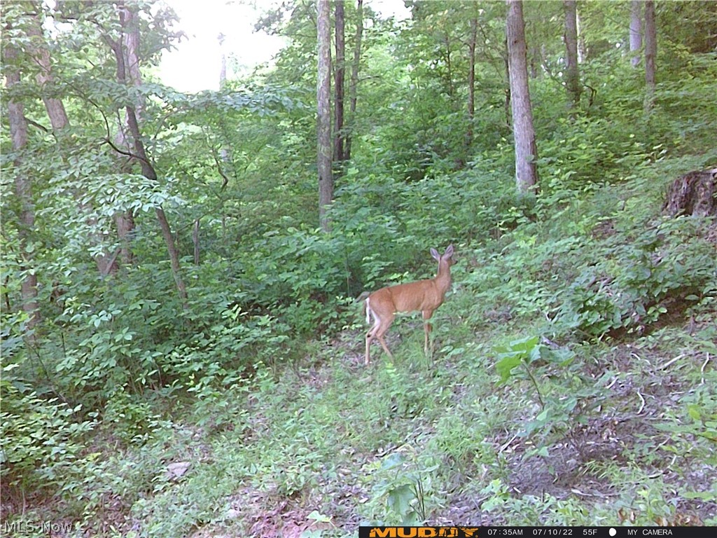Campbell Road Freeport, OH 43973 - Photo 23 of 33 Gallery Image 23