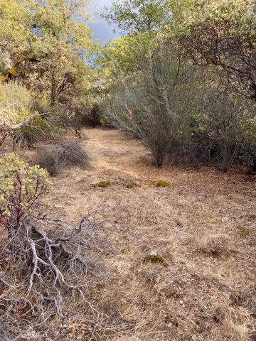 a view of a dry yard