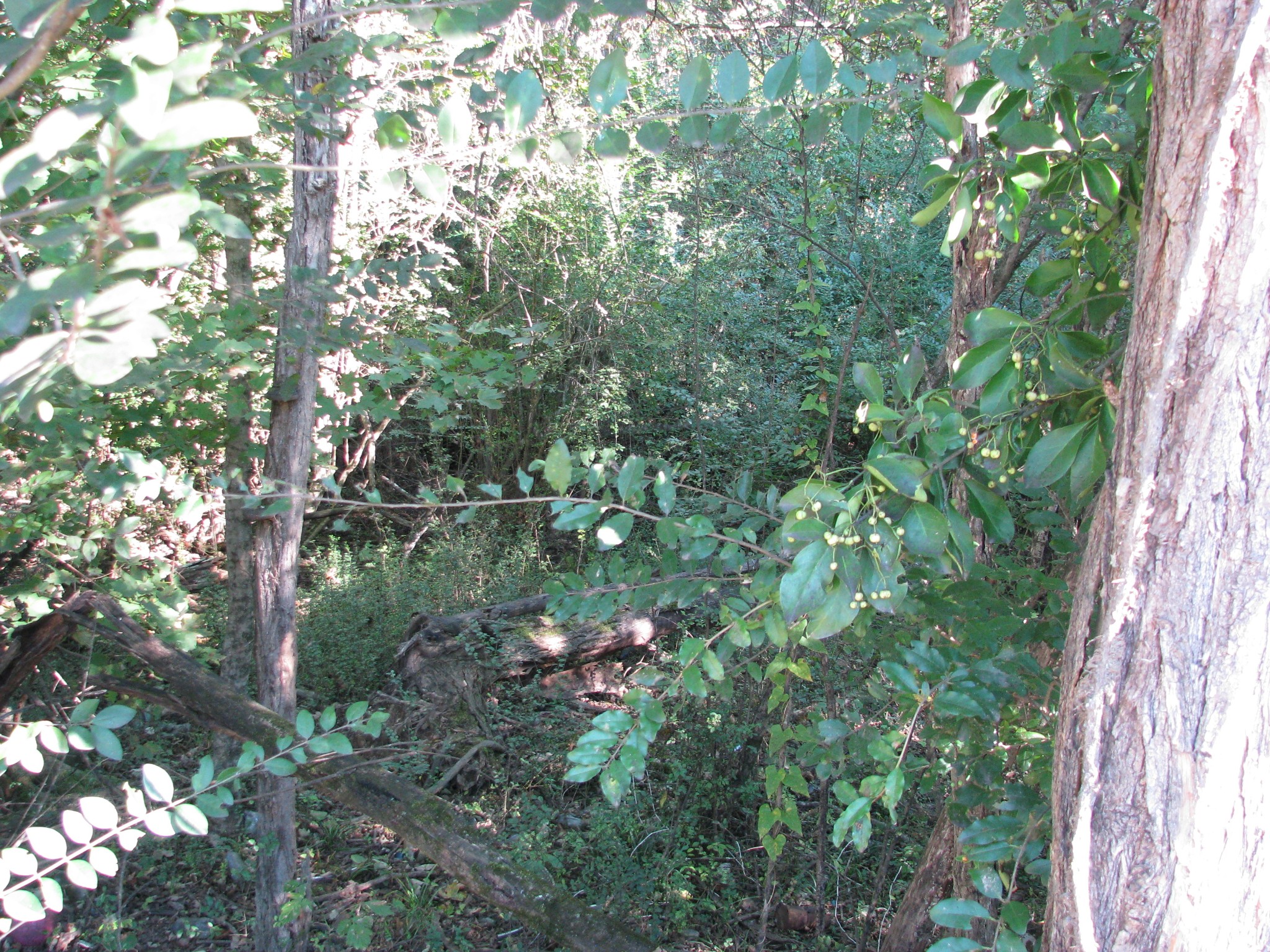 a backyard of a house with lots of green space and two chairs