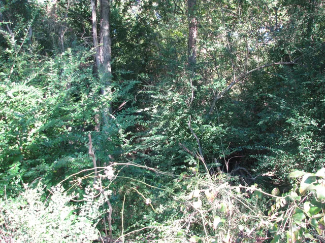 a view of a forest with a tree