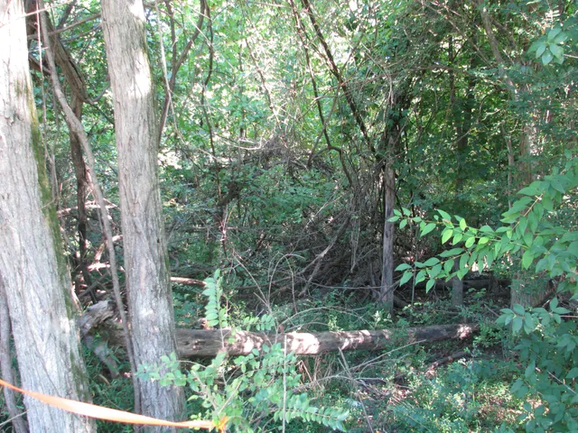 a view of backyard with green space