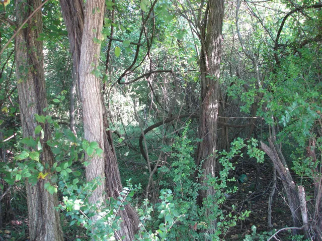 a plant that is in middle of garden