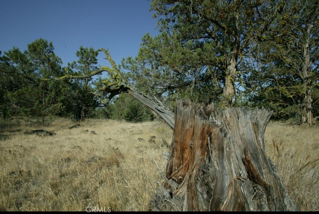 -99xx Big Springs Road Montague, CA 96064 - Photo 4 of 11