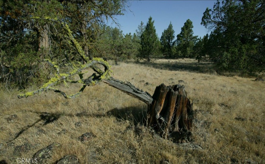-99xx Big Springs Road Montague, CA 96064 - Photo 7 of 11 a view of a plant with lots of bushes