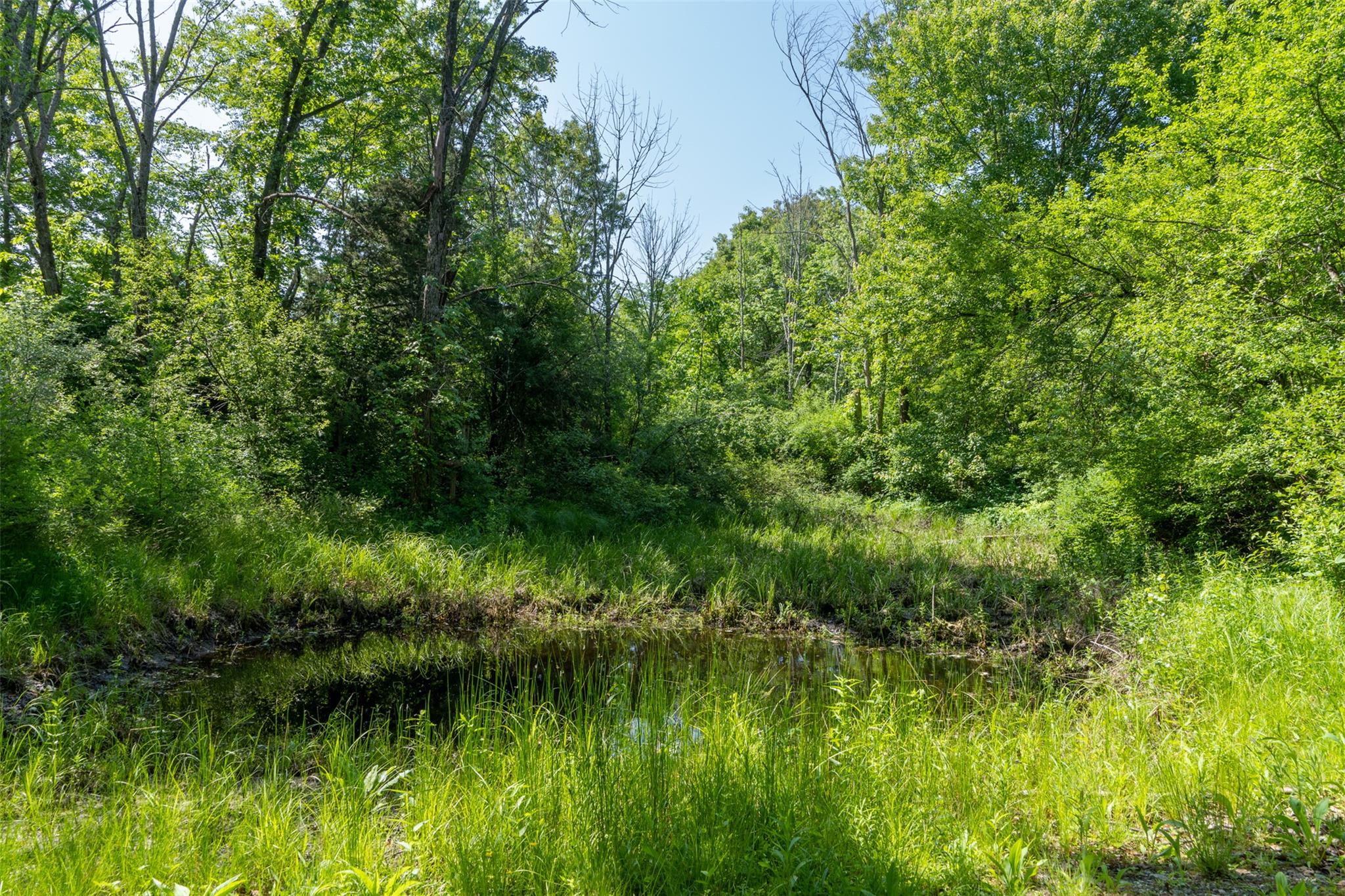 508 Woodstock Road Millbrook, NY 12545 - Photo 39 of 46 a view of a lush green forest with lots of trees