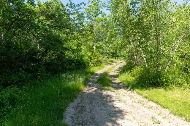 a view of a garden with plants