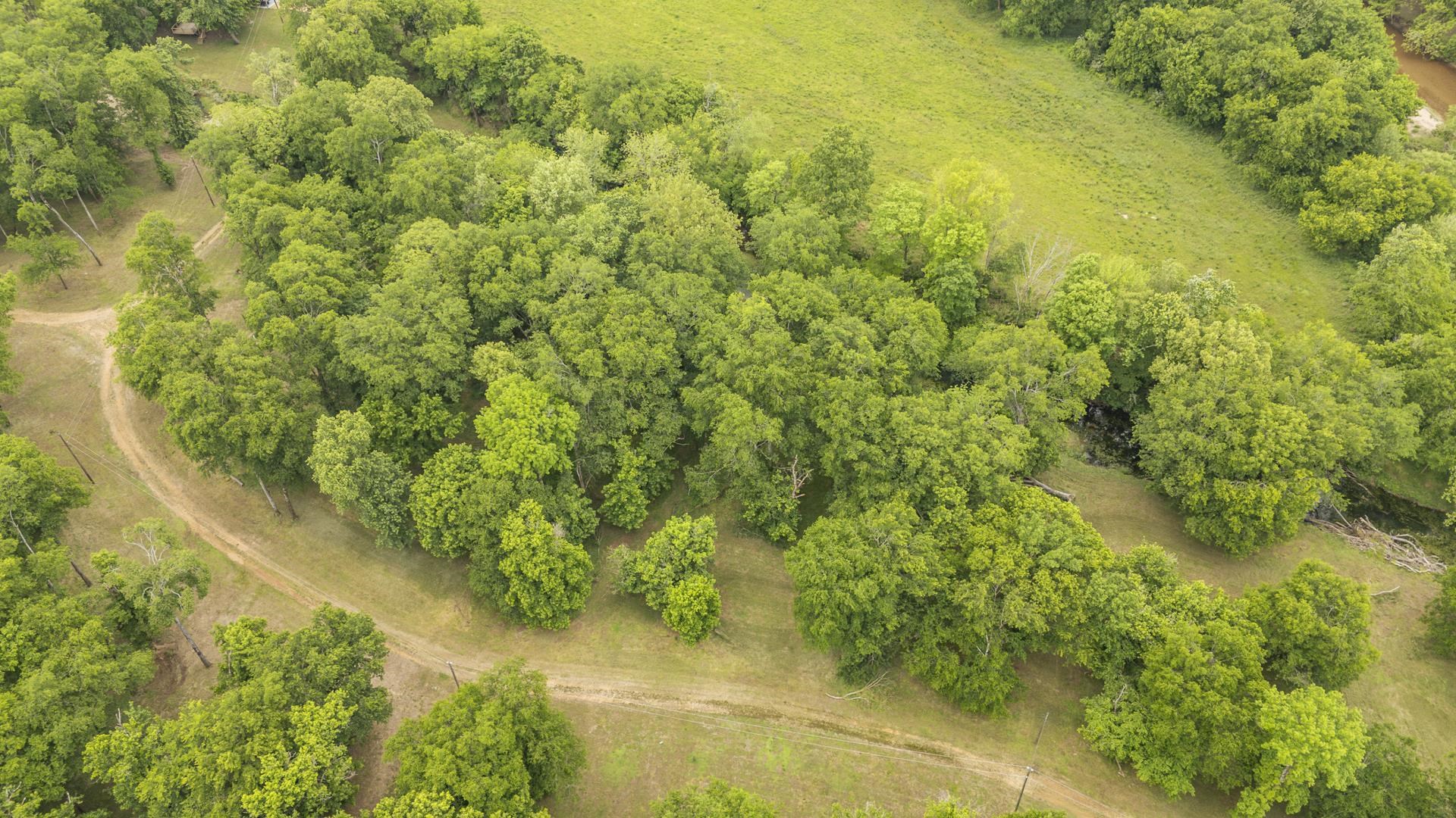 Buffalo River Road Waynesboro, TN 38485 - Photo 17 of 40 a view of a forest with a tree