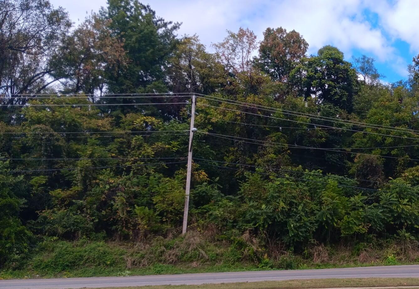 a view of a yard with plants