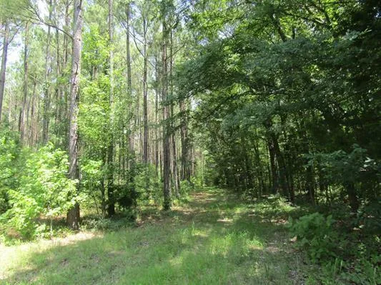 a view of a lush green forest