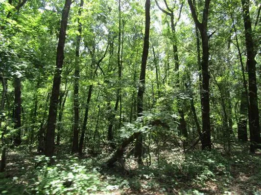$385,000 | 0 Farm To Market 114 Avery Tx 75554, Avery, TX 75554