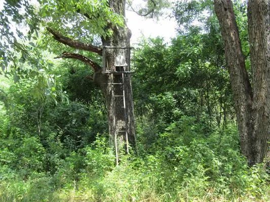 a view of a garden with a tree