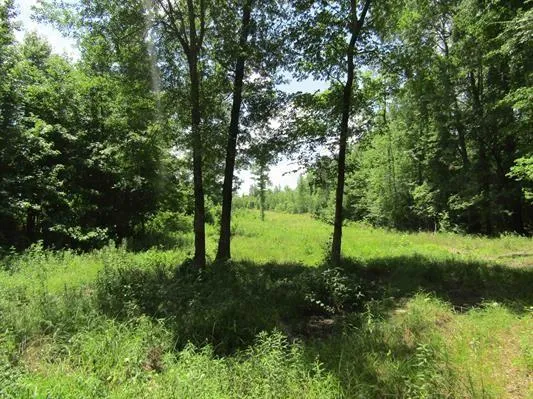 a view of a lush green forest