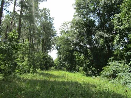 a view of a lush green forest with lots of trees