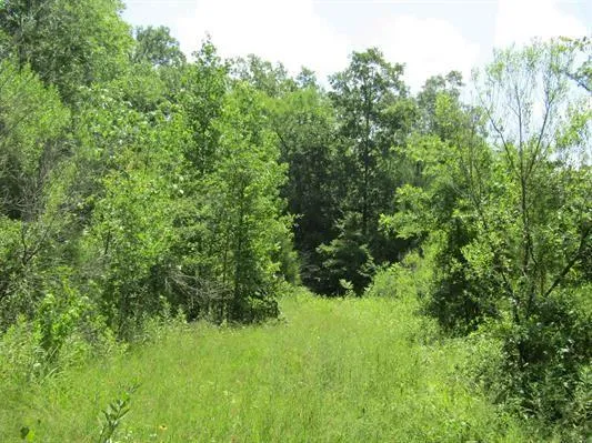 a view of a lush green forest