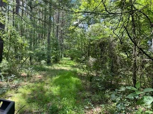 a view of a tree in a yard