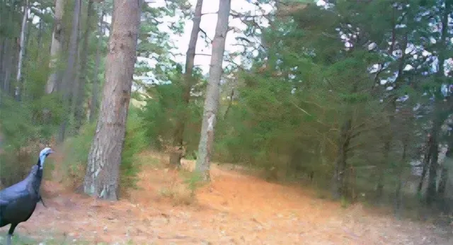 a view of a yard with plants and trees