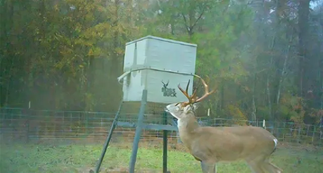 a view of a yard in front of house