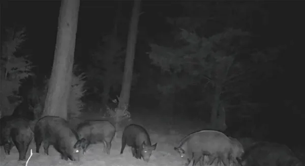 $385,000 | 0 Farm To Market 114 Avery Tx 75554, Avery, TX 75554