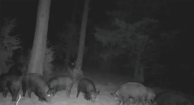 $385,000 | 0 Farm To Market 114 Avery Tx 75554, Avery, TX 75554