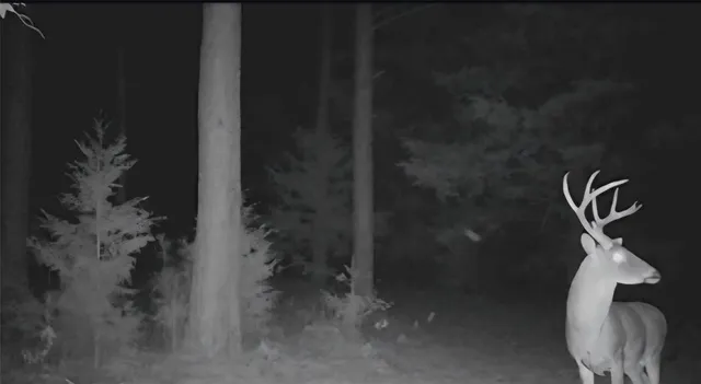 $385,000 | 0 Farm To Market 114 Avery Tx 75554, Avery, TX 75554