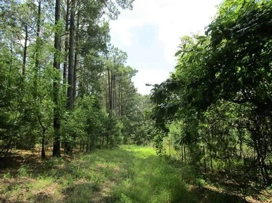 a view of a lush green forest