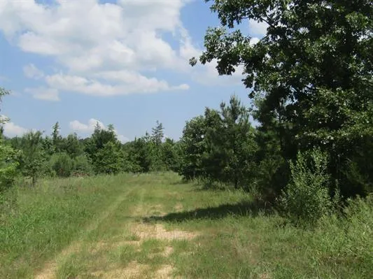 a view of a lush green forest
