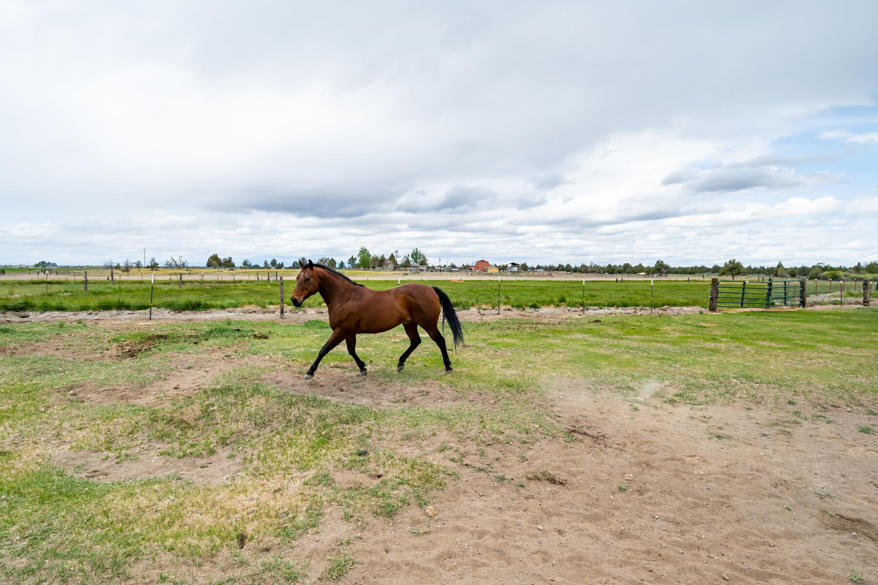 63520 Johnson Ranch Road Bend, OR 97701 - Photo 29 of 52 Horse in Action