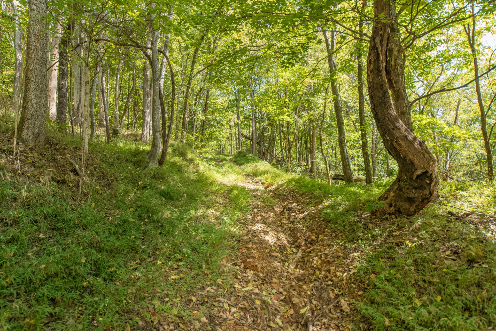 1657 Terrapin Branch Road Mount Pleasant, TN 38474 - Photo 57 of 85