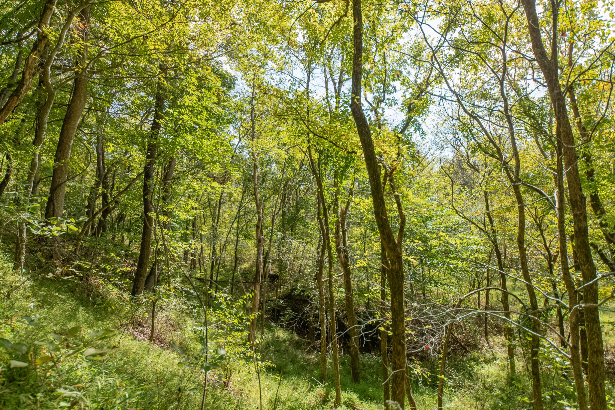 1657 Terrapin Branch Road Mount Pleasant, TN 38474 - Photo 58 of 85