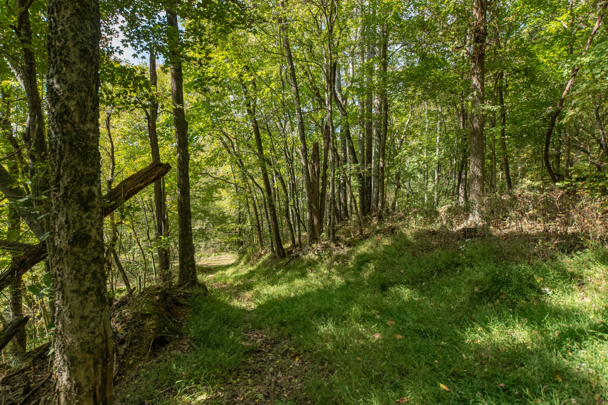 1657 Terrapin Branch Road Mount Pleasant, TN 38474 - Photo 59 of 85