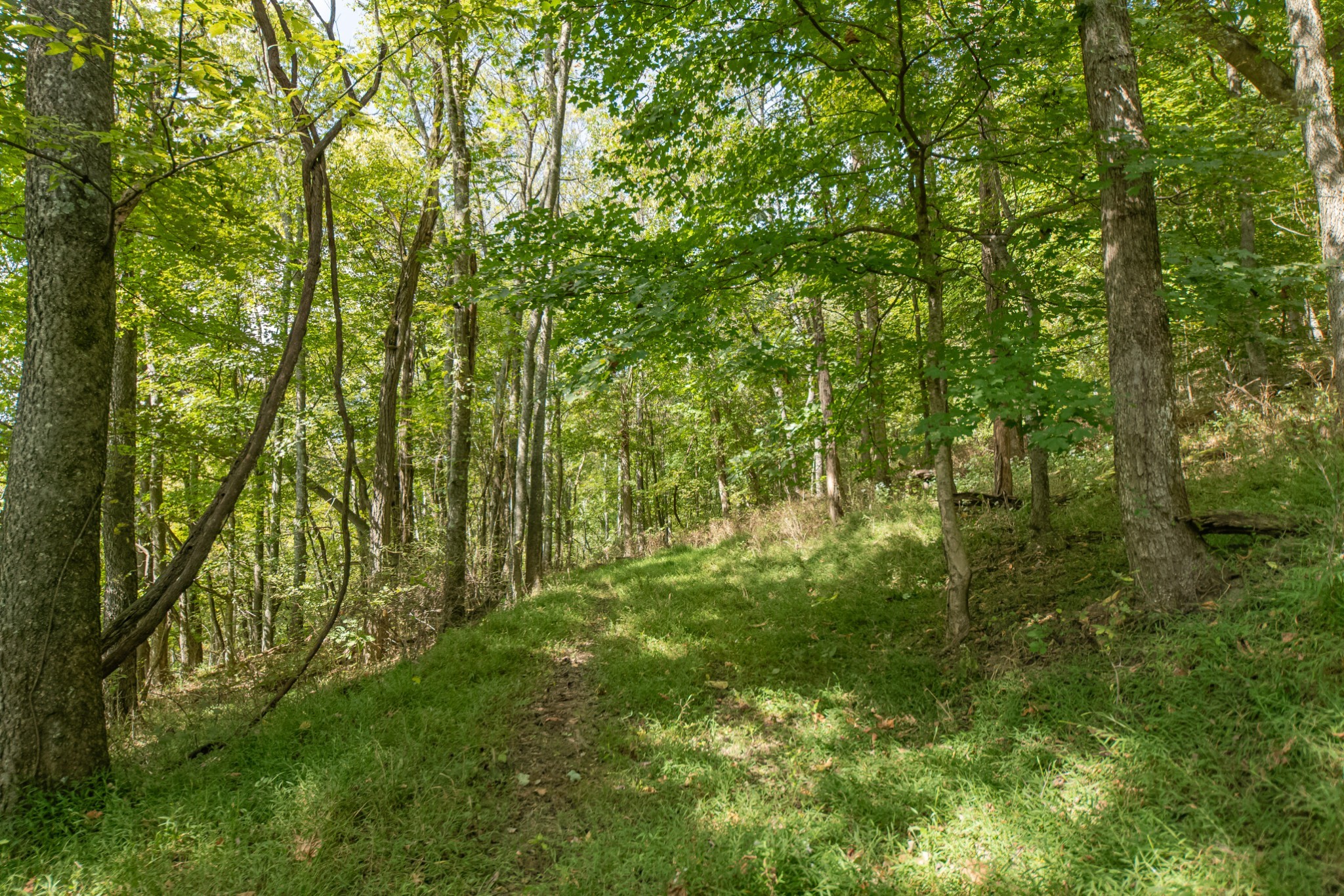 1657 Terrapin Branch Road Mount Pleasant, TN 38474 - Photo 61 of 85