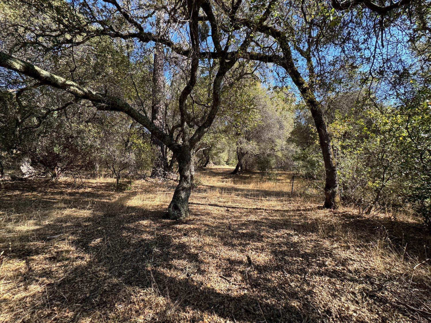 0 County Road Oregon House, CA 95962 - Photo 11 of 38 a view of covered with trees