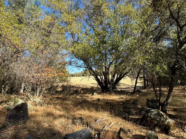 a view of a yard with a tree