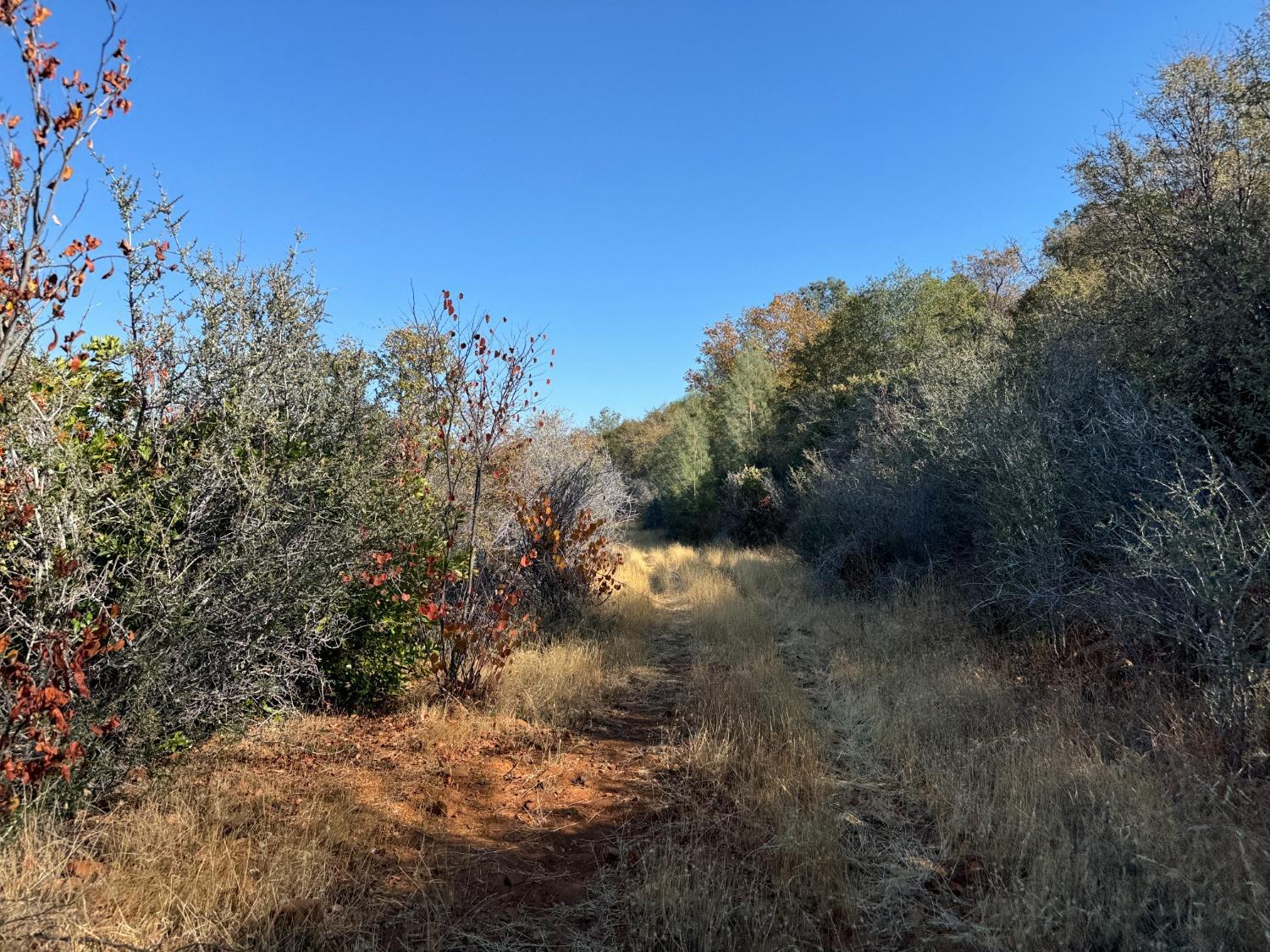 0 County Road Oregon House, CA 95962 - Photo 21 of 38 a view of a yard