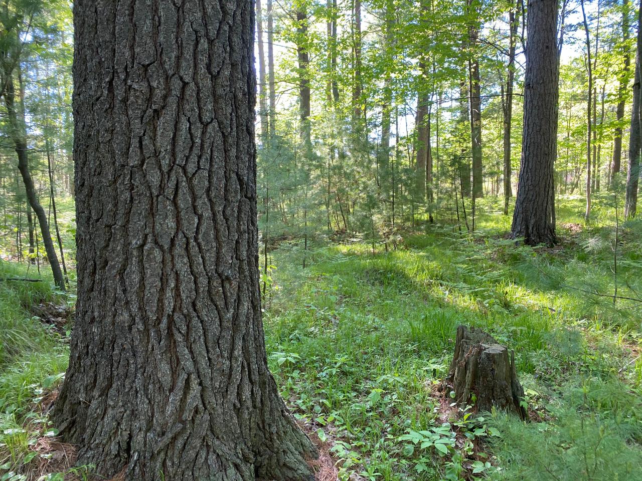 On Emden Lake Road Rhinelander, WI 54501 - Photo 7 of 15 Gallery Image 7