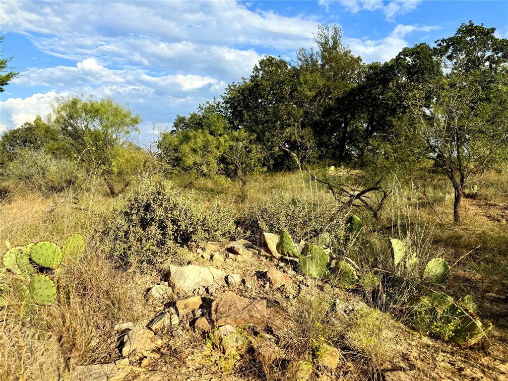 2101 Erwin Road Jacksboro, TX 76458 - Photo 24 of 26 a view of a yard with a tree