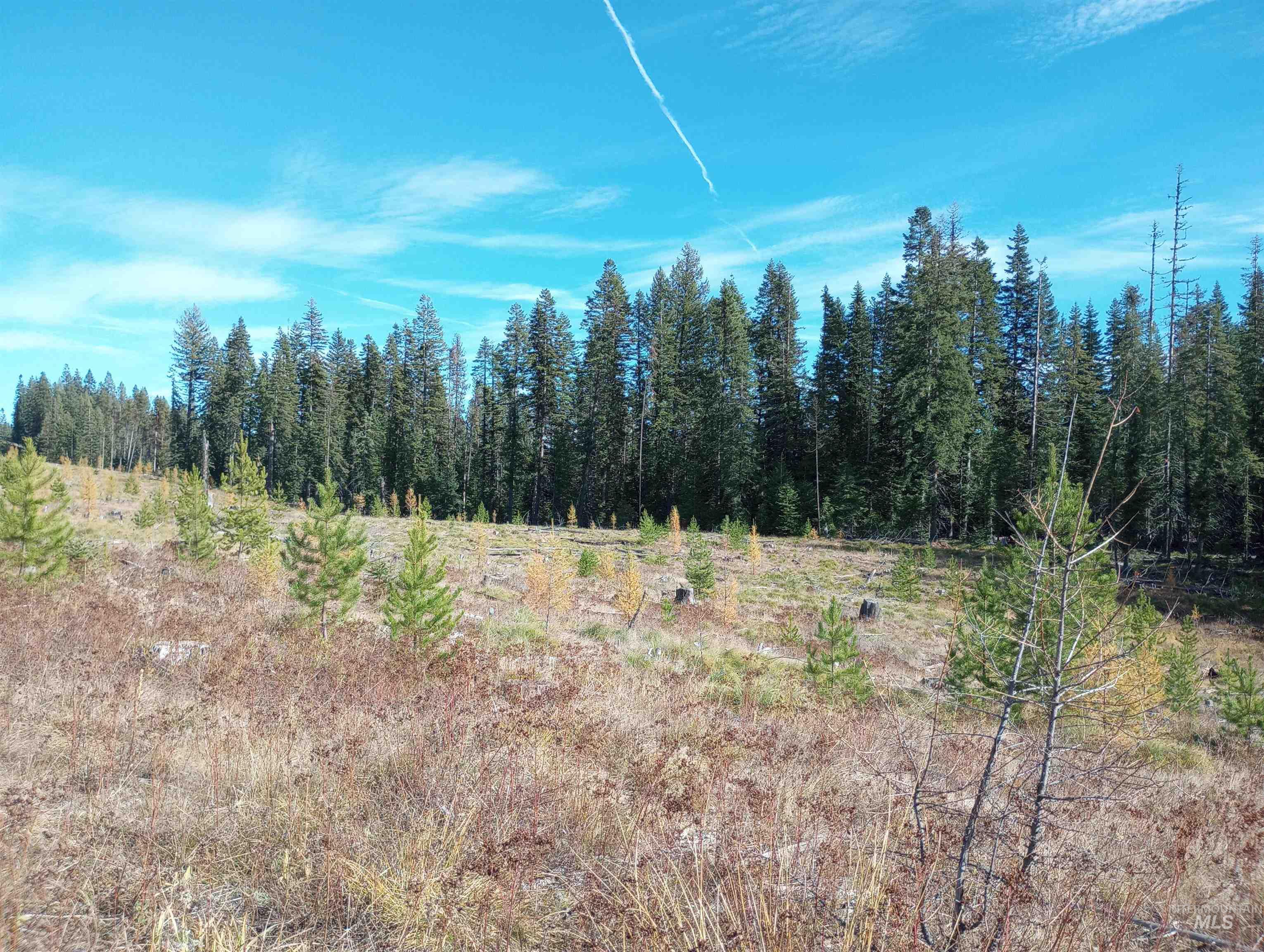 3 French Gulch Road Elk City, ID 83525 - Photo 11 of 11 View of undeveloped land