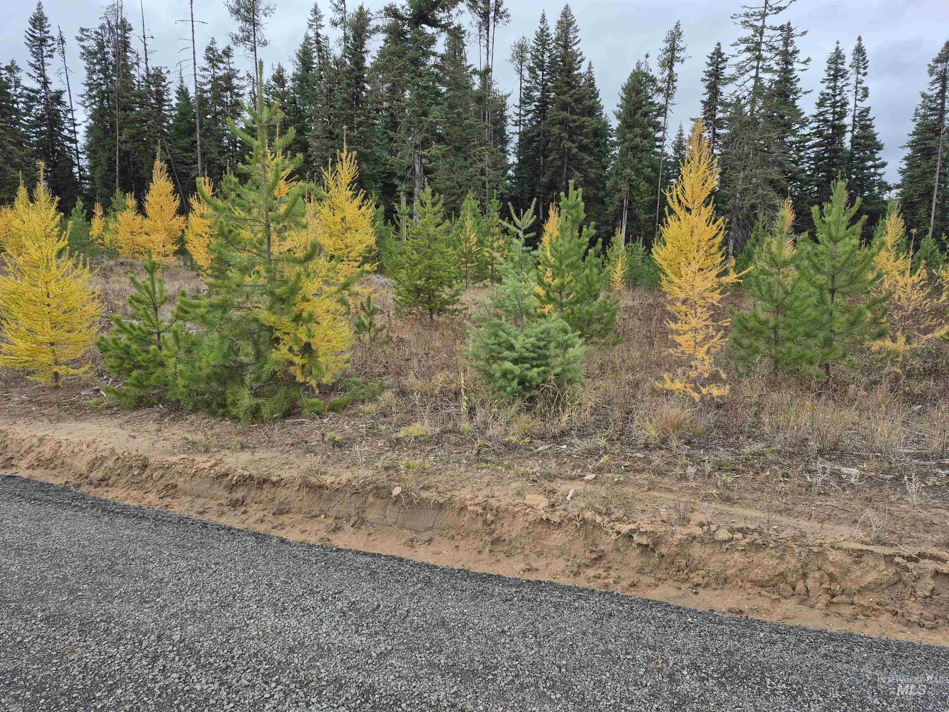 3 French Gulch Road Elk City, ID 83525 - Photo 3 of 11 View of local wilderness