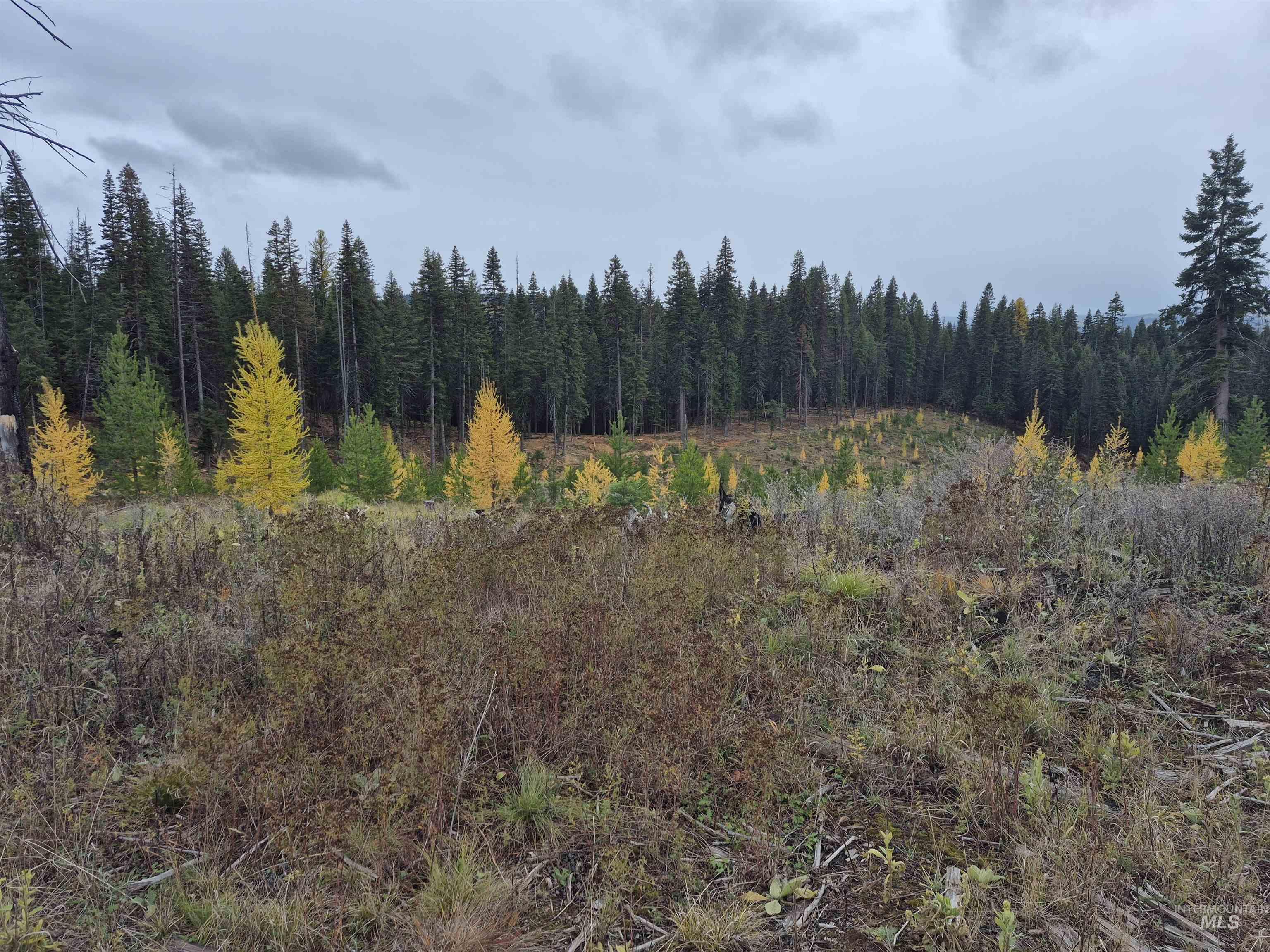 3 French Gulch Road Elk City, ID 83525 - Photo 4 of 11 View of woods