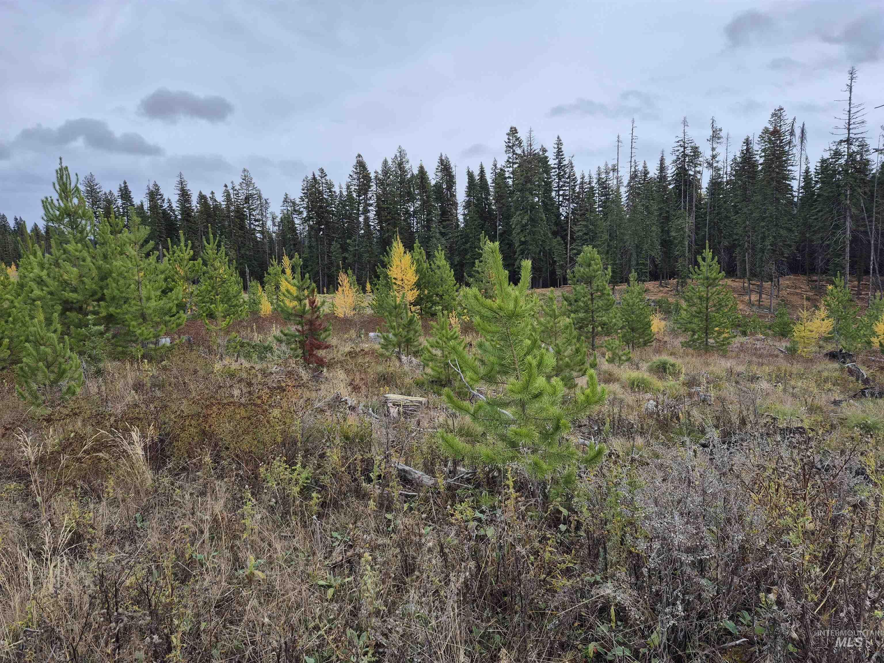 3 French Gulch Road Elk City, ID 83525 - Photo 5 of 11 View of wooded area