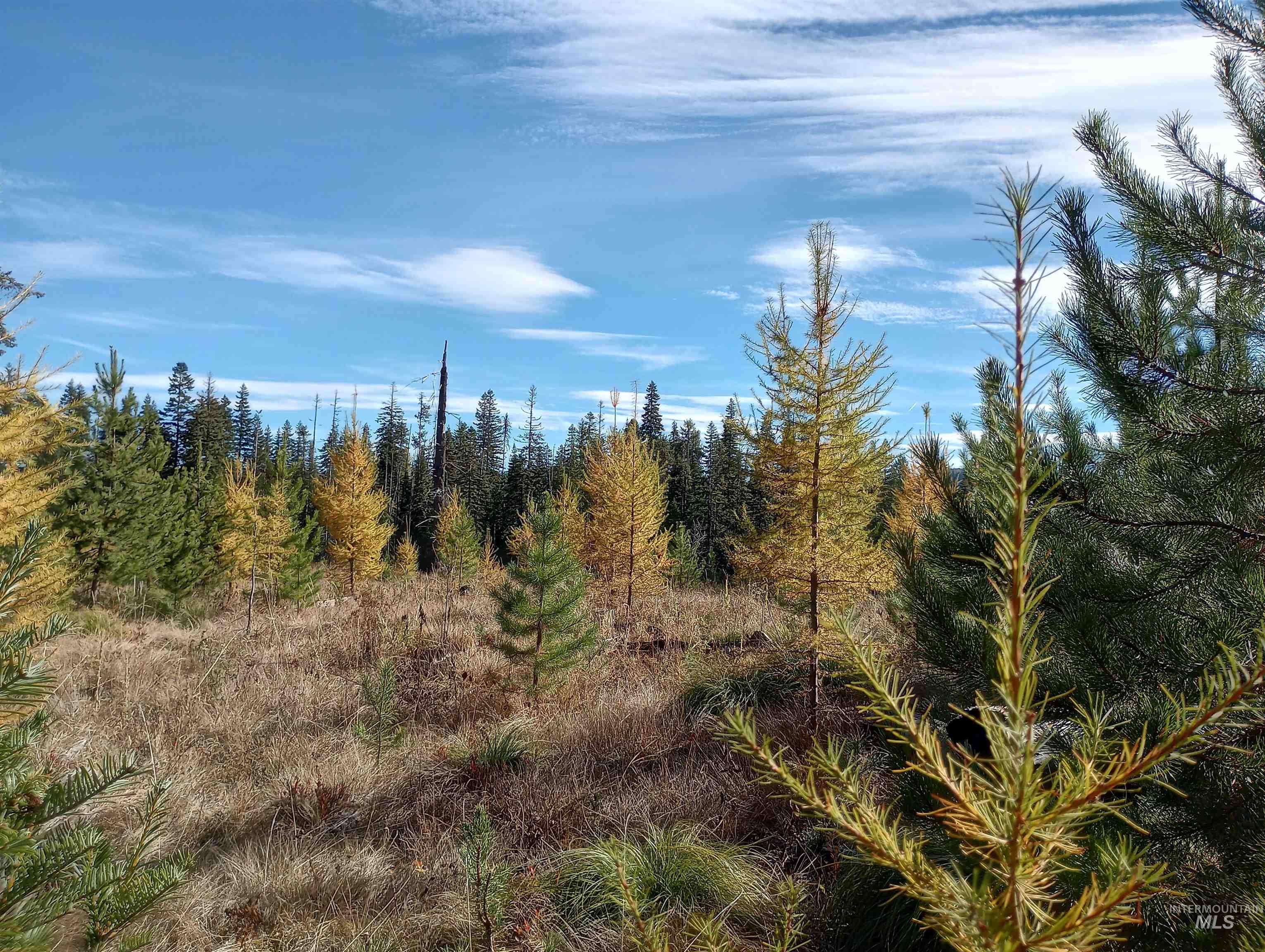 3 French Gulch Road Elk City, ID 83525 - Photo 10 of 11 View of undeveloped land