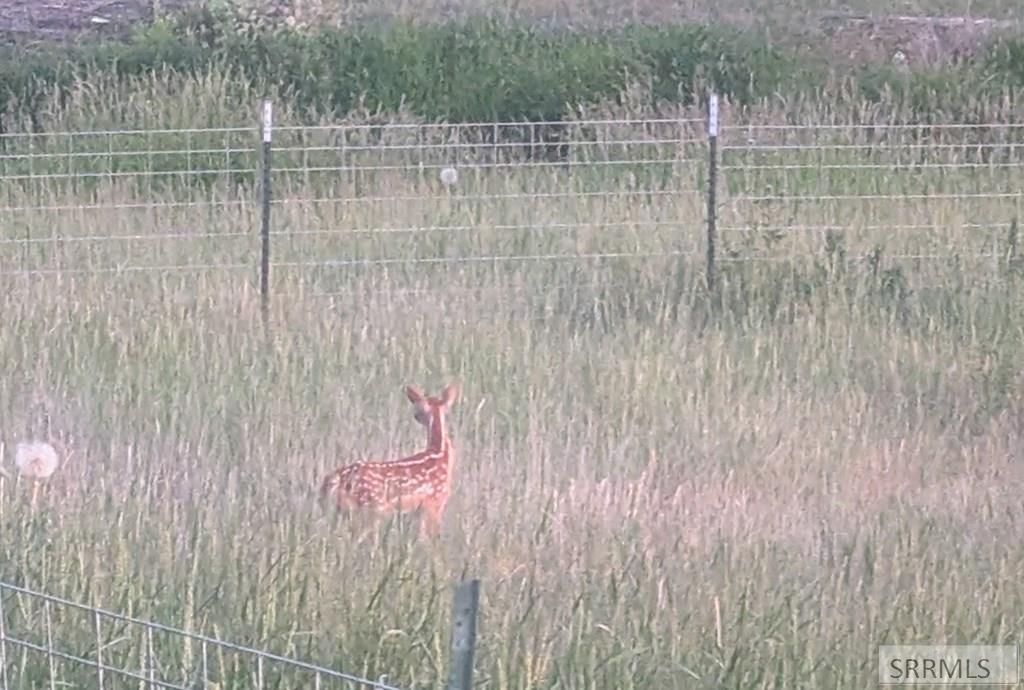 589 North 3600 Street Menan, ID 83434 - Photo 5 of 34