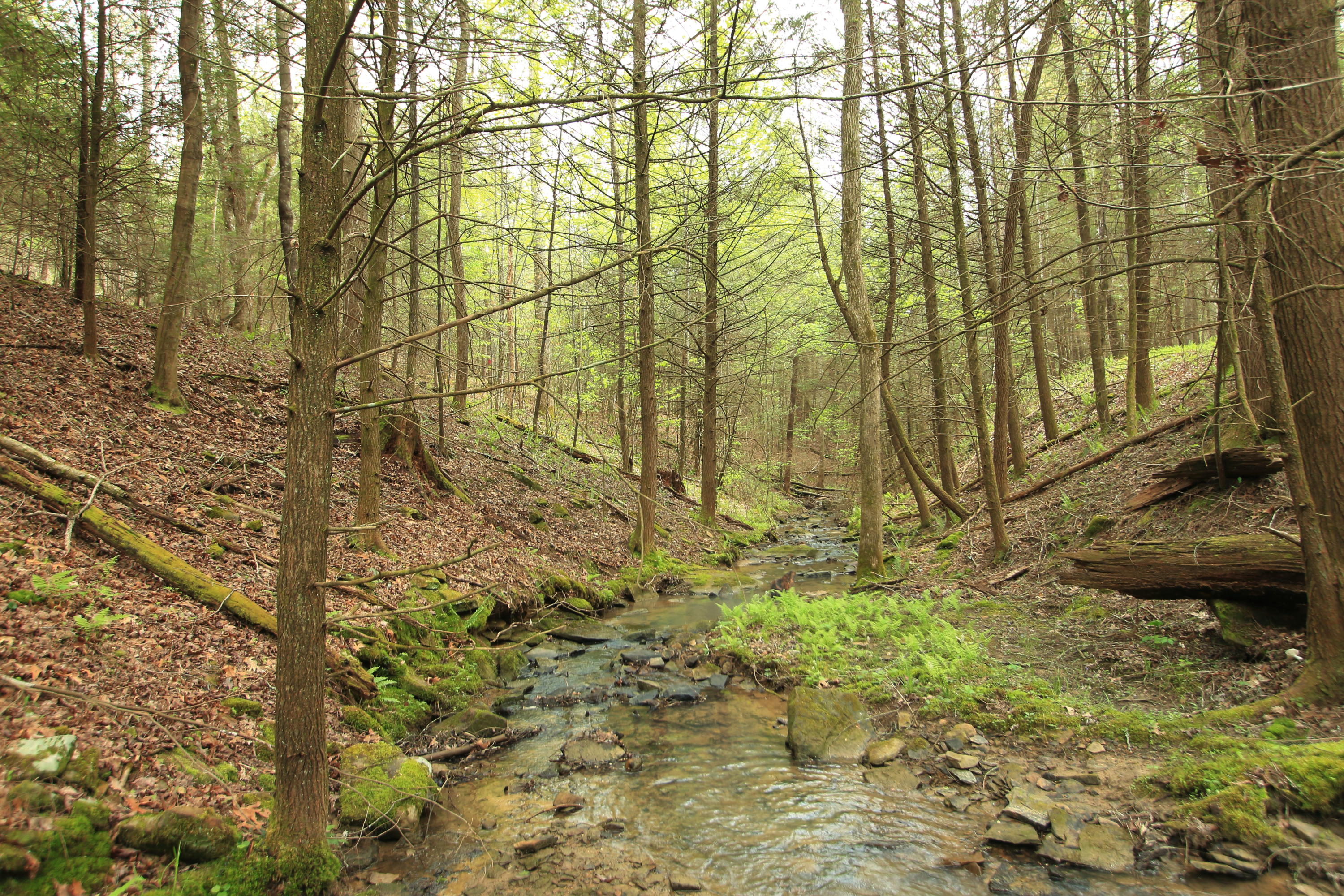 8.5-acres Joe Branch Road Allardt, TN 38504 - Photo 3 of 8 jb3