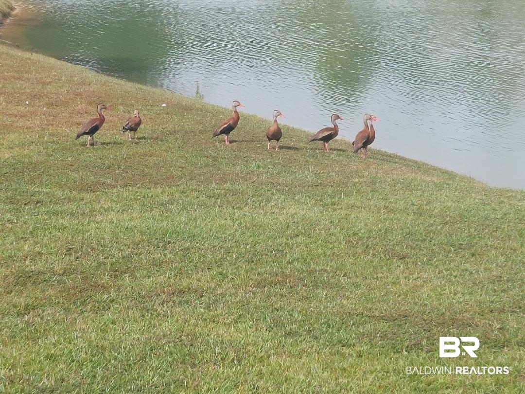 1271 Surrey Loop Foley, AL 36535 - Photo 4 of 23 Duck Walk!