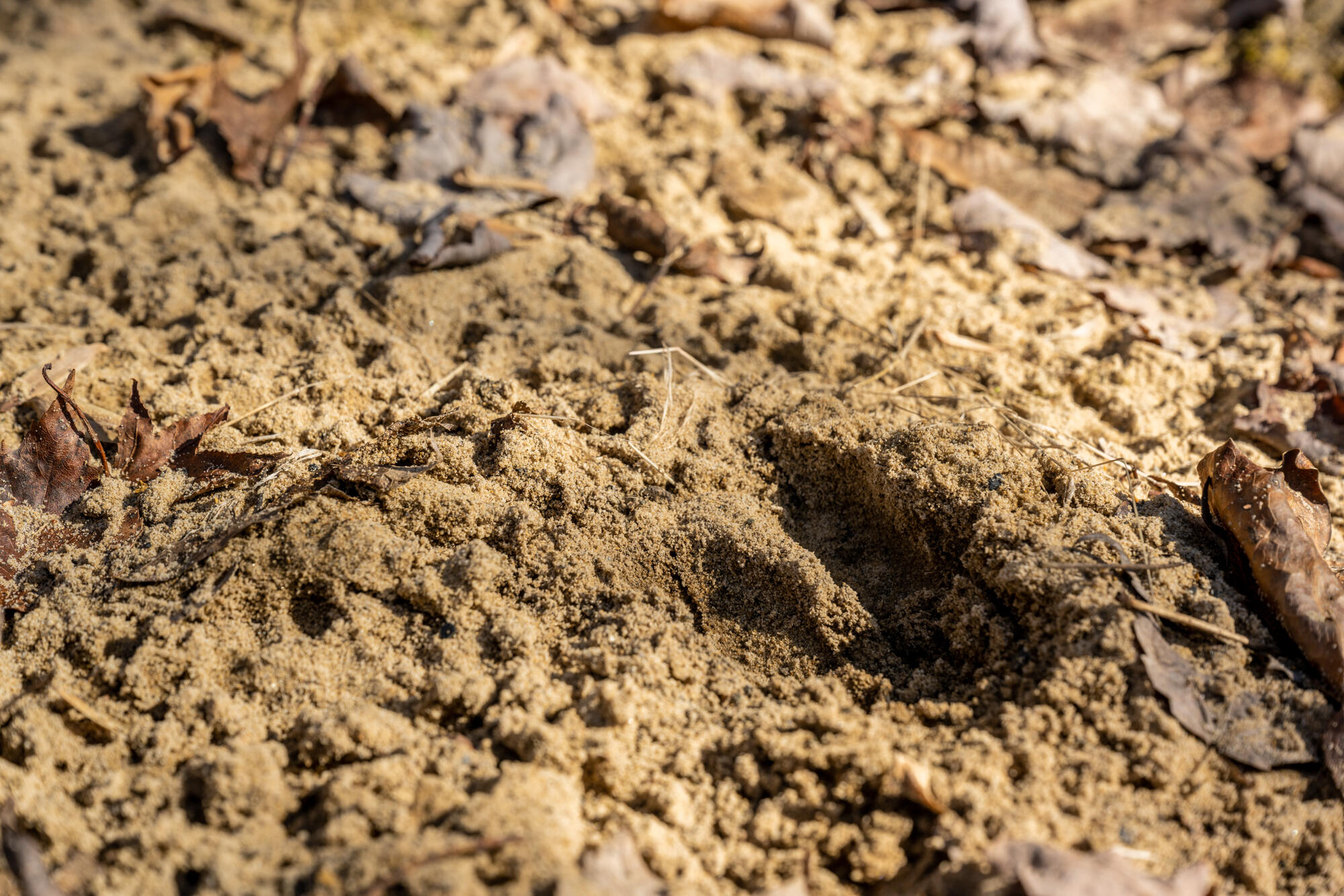 4 Jane Cove Road Signal Mountain, TN 37377 - Photo 6 of 63 Exterior Features